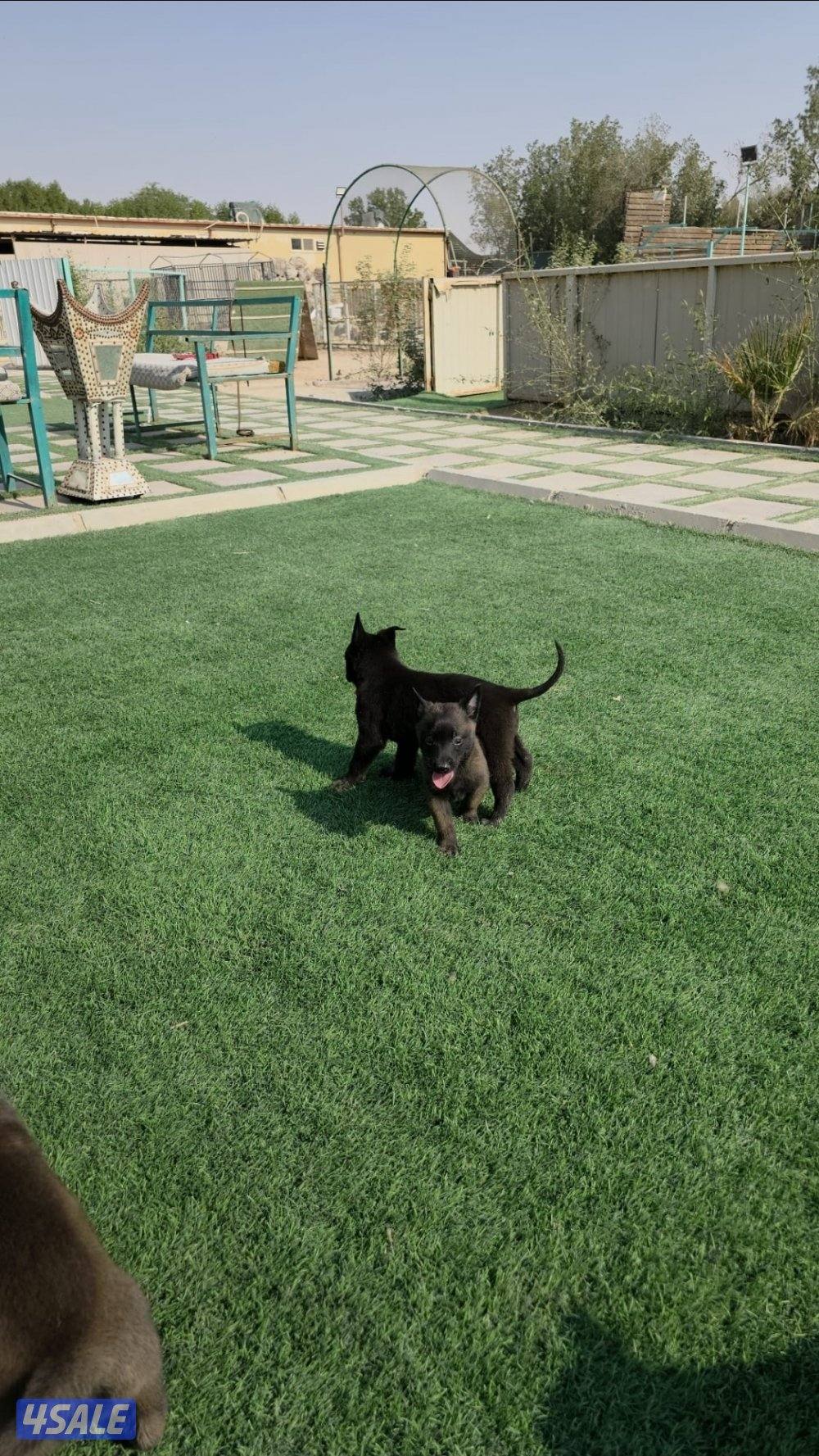 للبيع جراء مالينو مكسيكي الغامج9