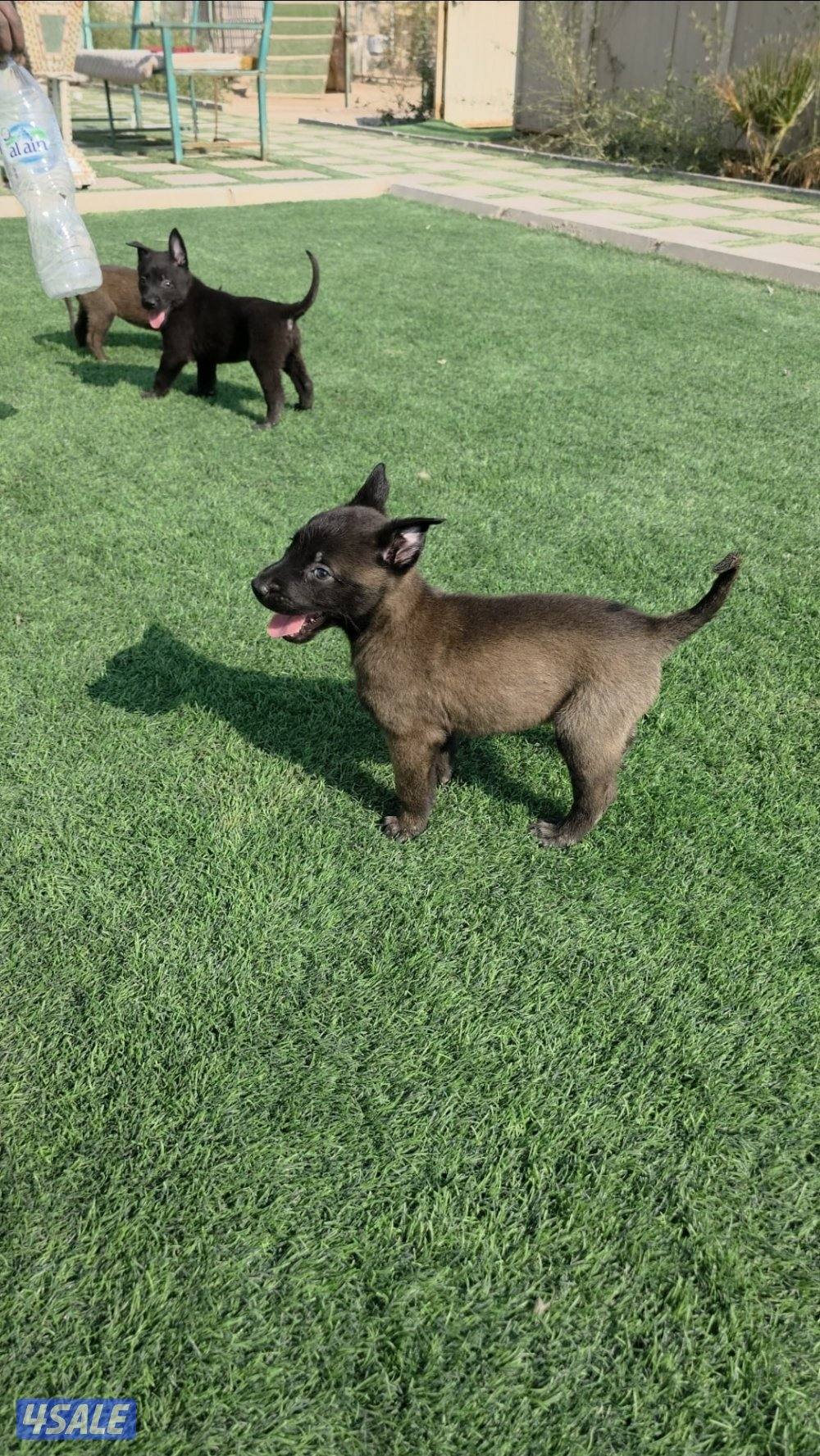 للبيع جراء مالينو مكسيكي الغامج10