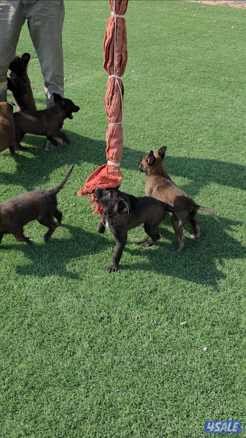 للبيع جراء مالينو مكسيكي الغامج11