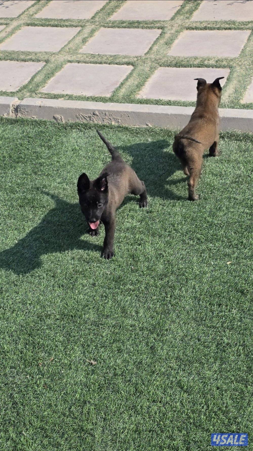 للبيع جراء مالينو مكسيكي الغامج12