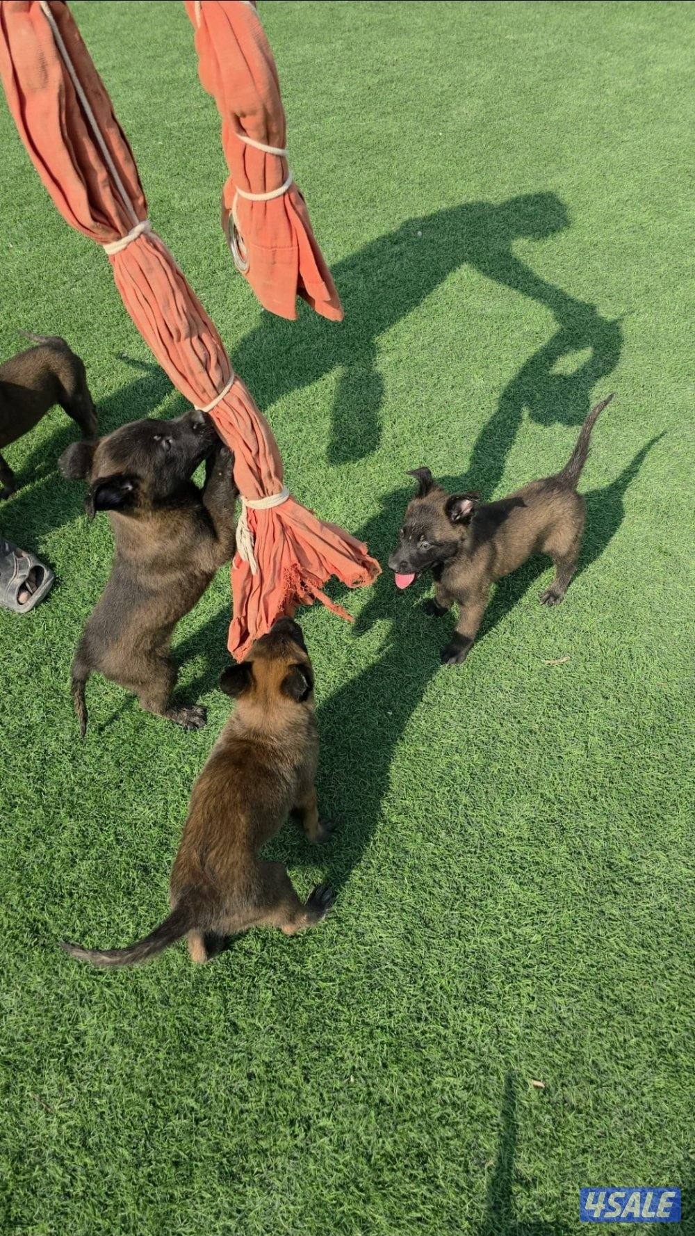 للبيع جراء مالينو مكسيكي الغامج13