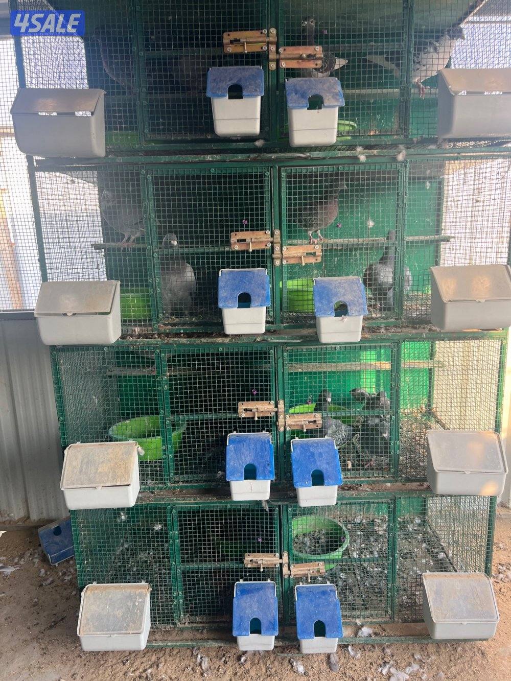 10 خانات ام 8 تفريد في ام تواير وفي بعضهم خربانات مع معالفهم2