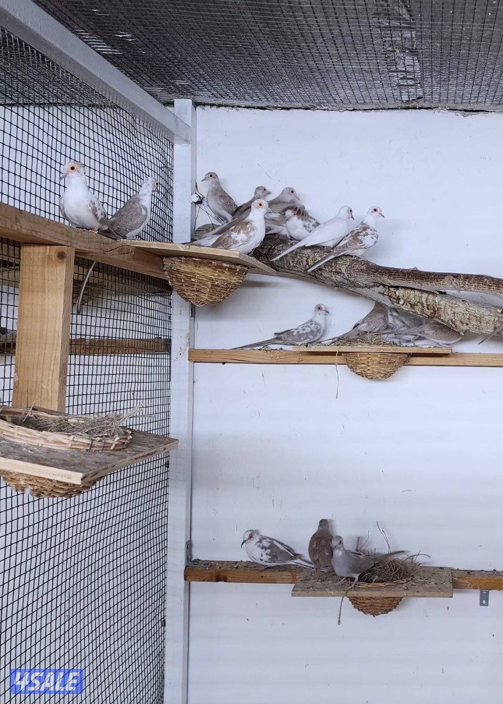 للبيع يمام برق ازواج محمية منتجين وبصحه ممتازة0