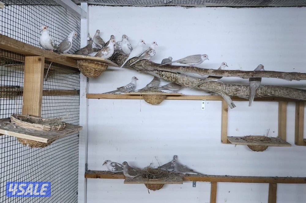 للبيع يمام برق ازواج محمية منتجين وبصحه ممتازة1