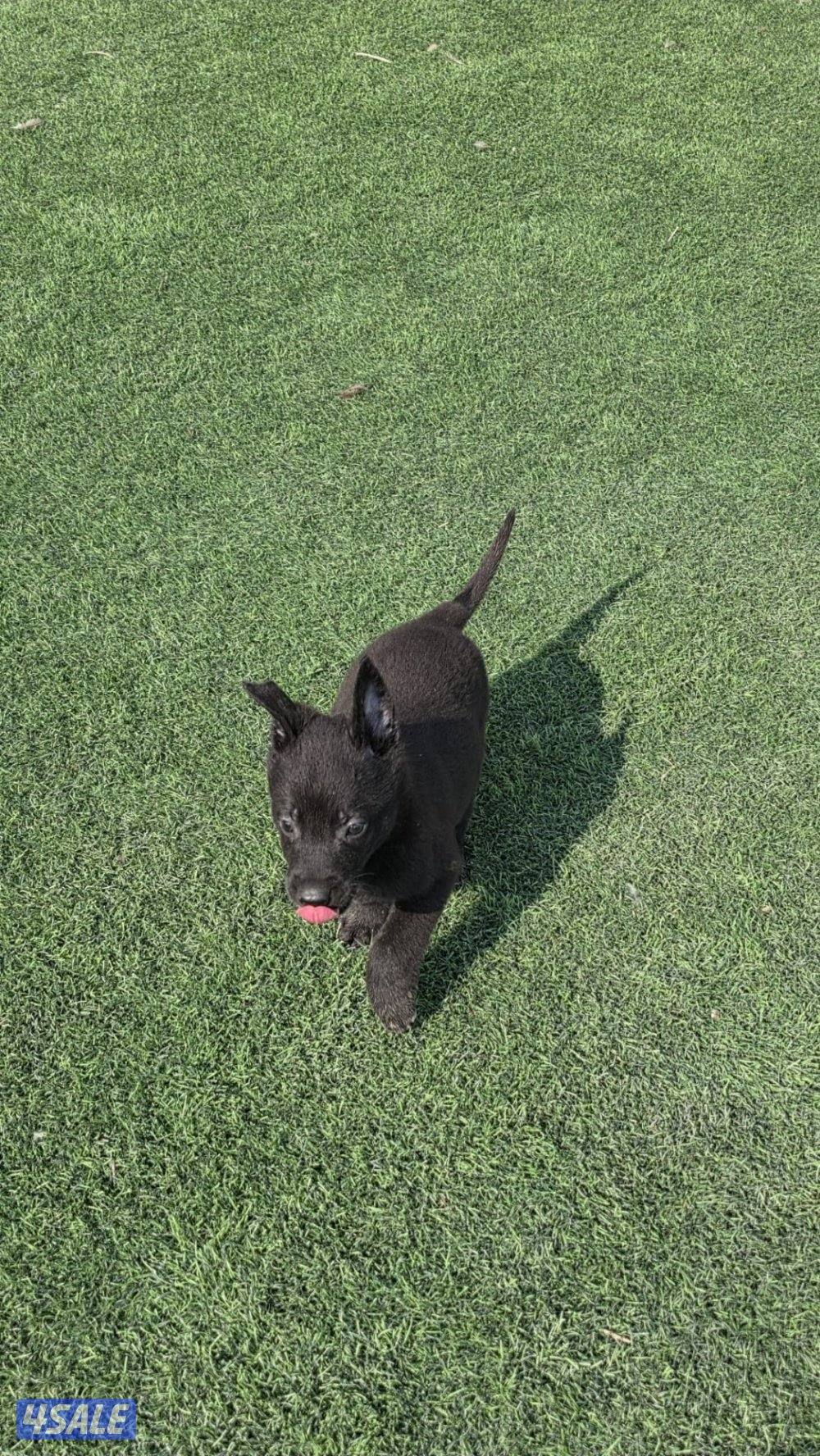 للبيع جراء مالينو مكسيكي مستوي عالي وألوان غامجه0