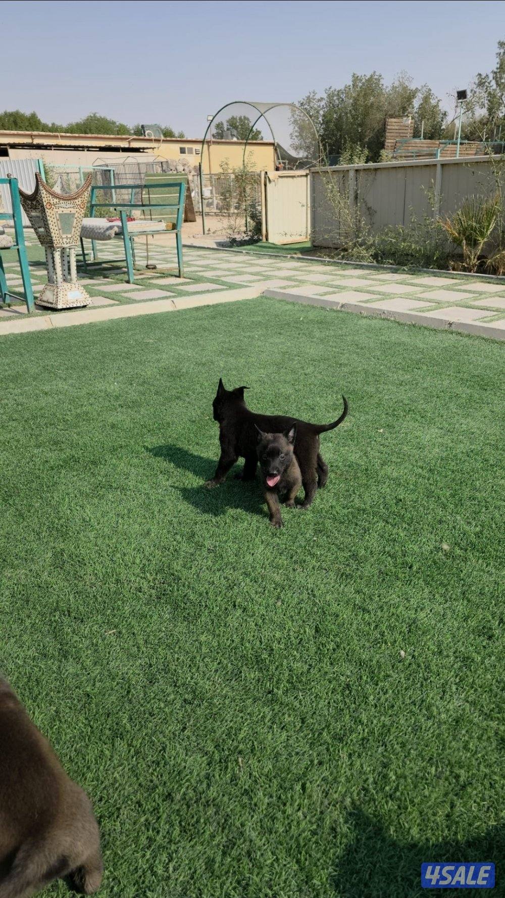 للبيع جراء مالينو مكسيكي مستوي عالي وألوان غامجه1