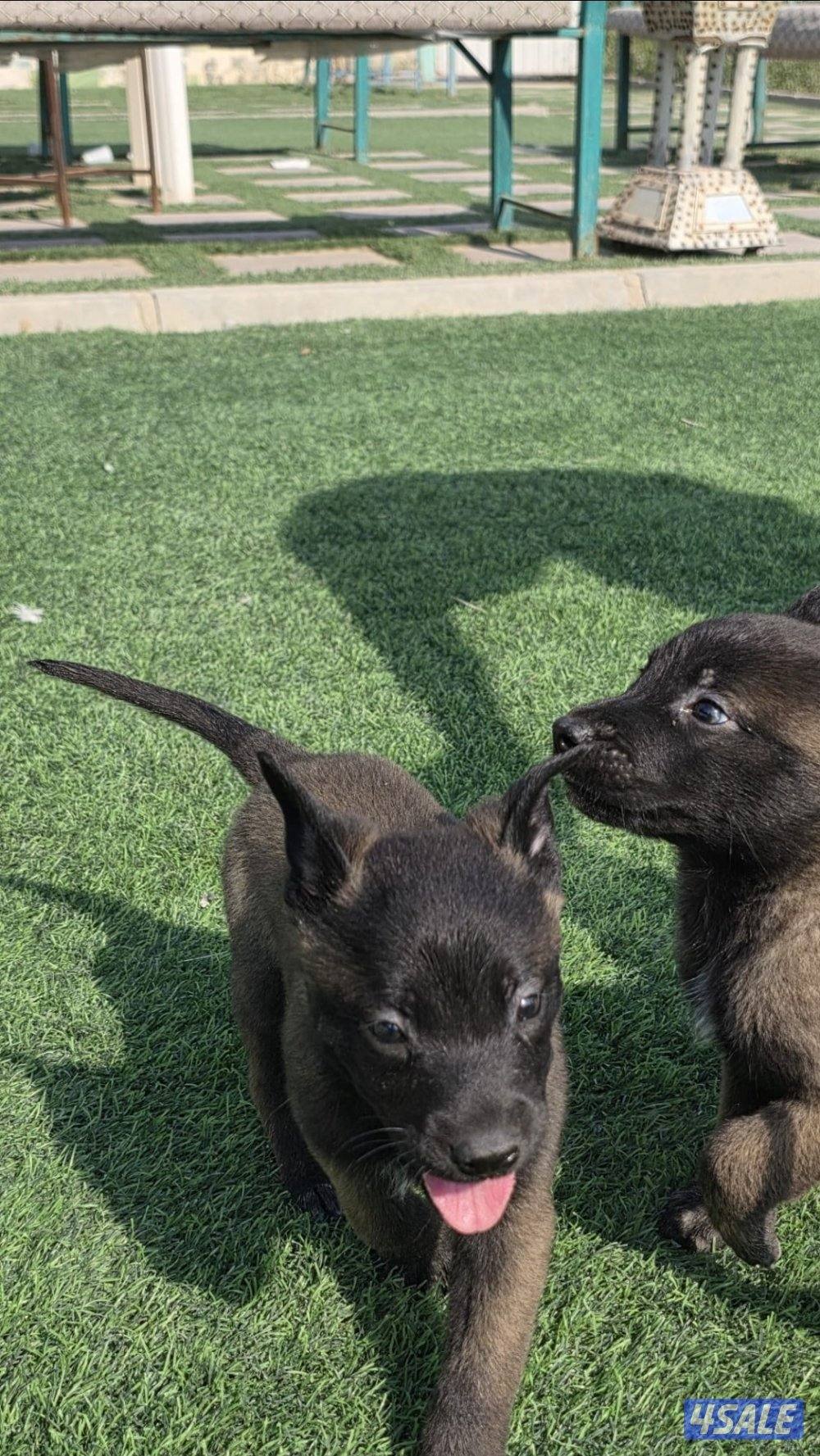 للبيع جراء مالينو مكسيكي مستوي عالي وألوان غامجه2