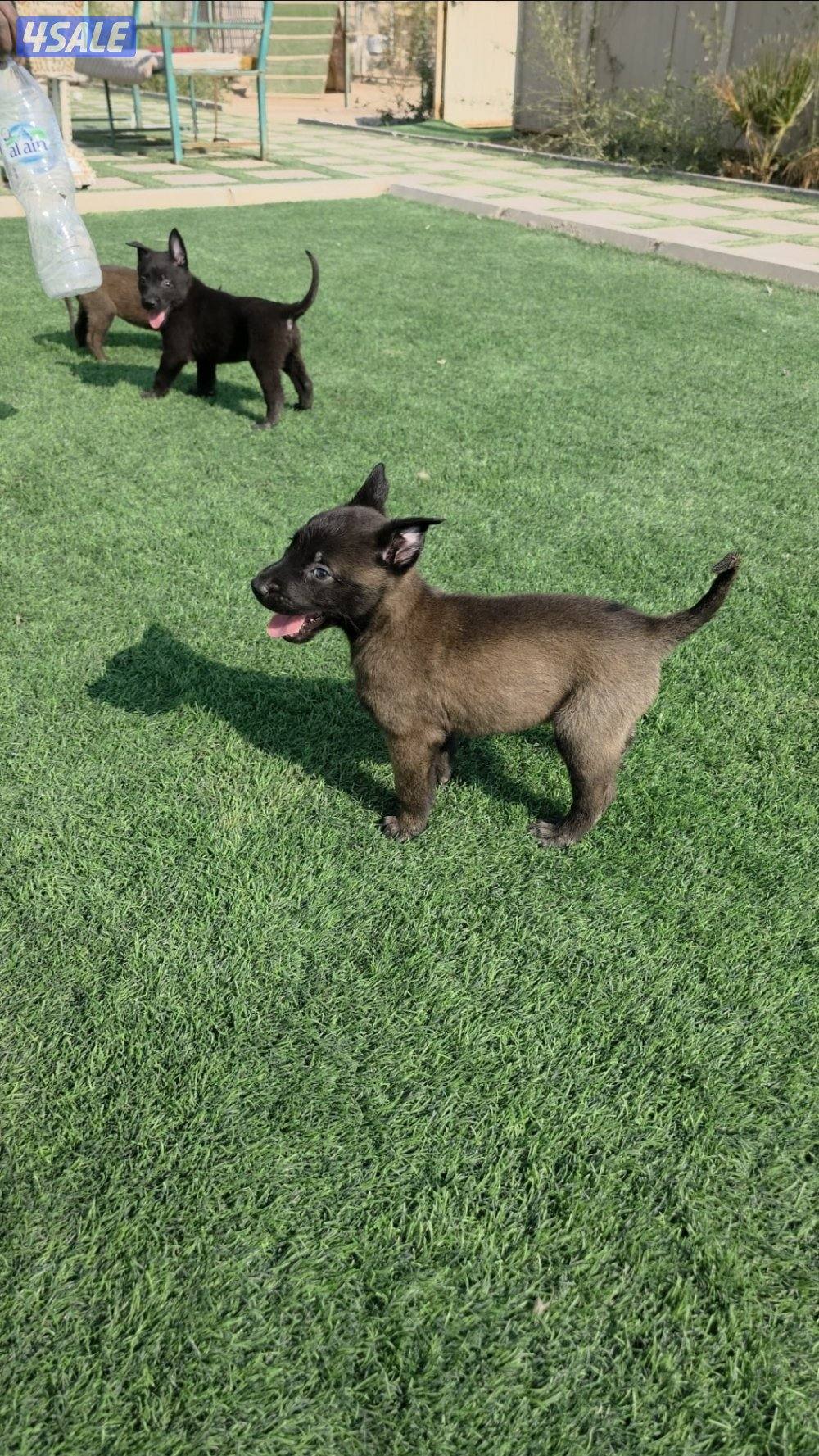 للبيع جراء مالينو مكسيكي مستوي عالي وألوان غامجه3