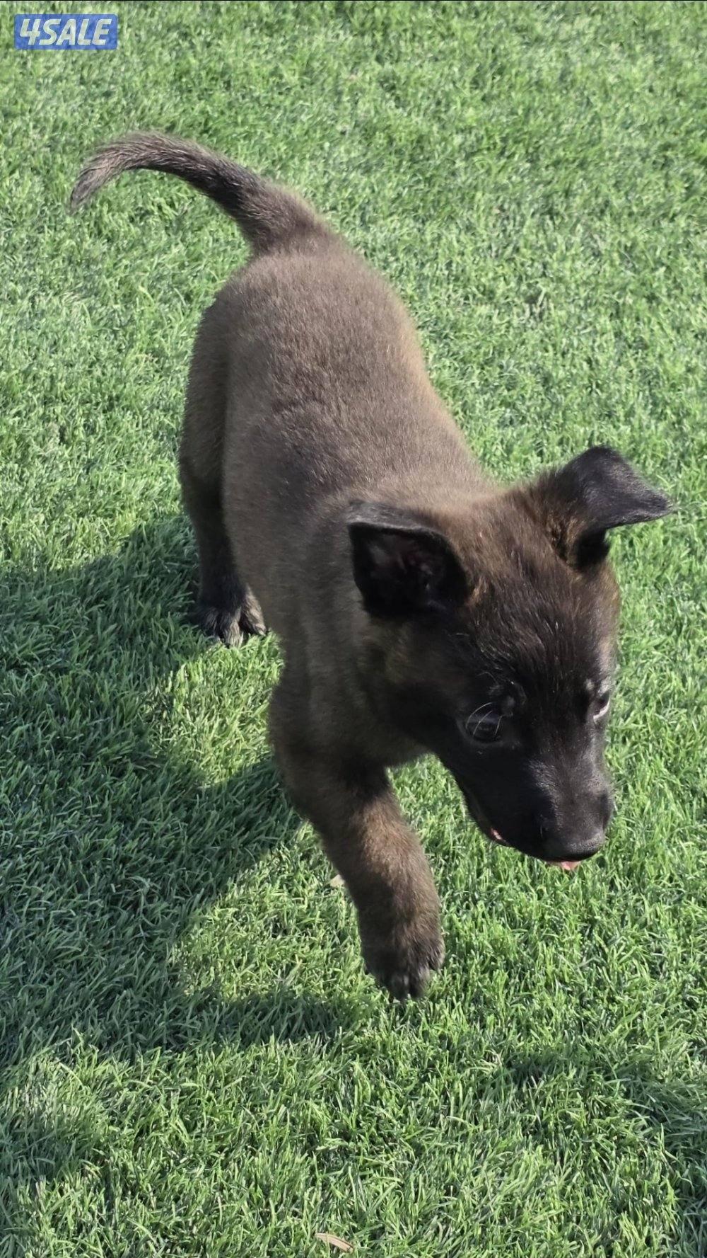 للبيع جراء مالينو مكسيكي مستوي عالي وألوان غامجه4