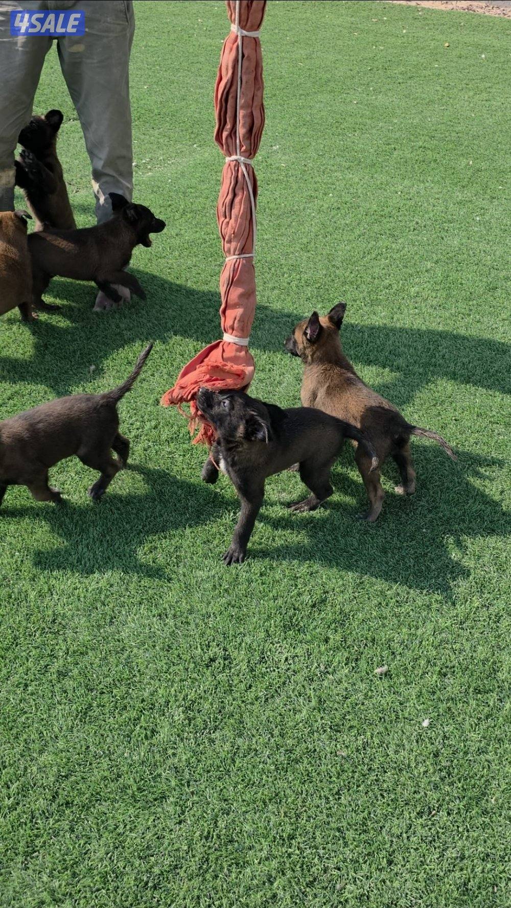 للبيع جراء مالينو مكسيكي مستوي عالي وألوان غامجه5