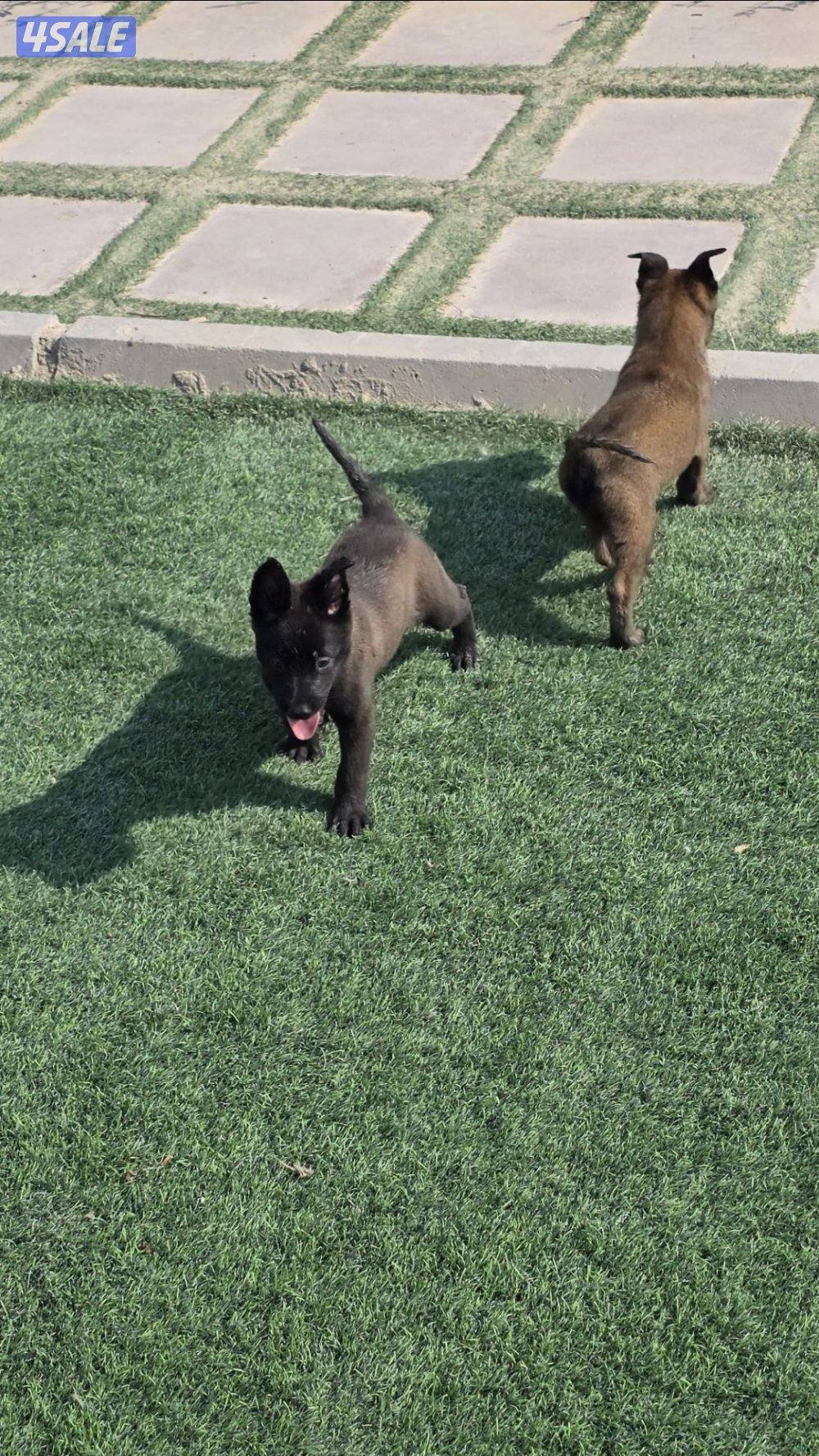 للبيع جراء مالينو مكسيكي مستوي عالي وألوان غامجه6