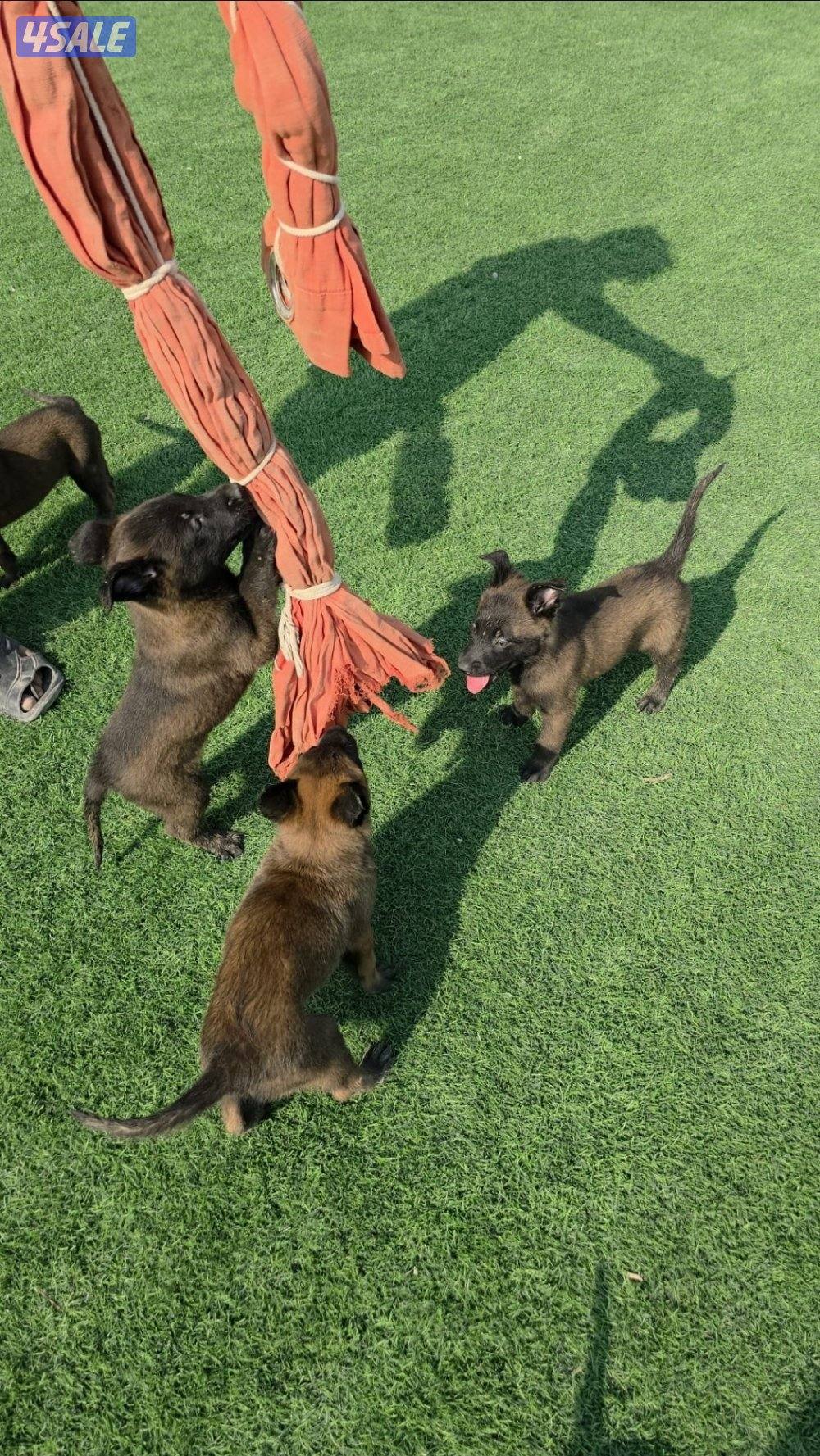 للبيع جراء مالينو مكسيكي مستوي عالي وألوان غامجه7