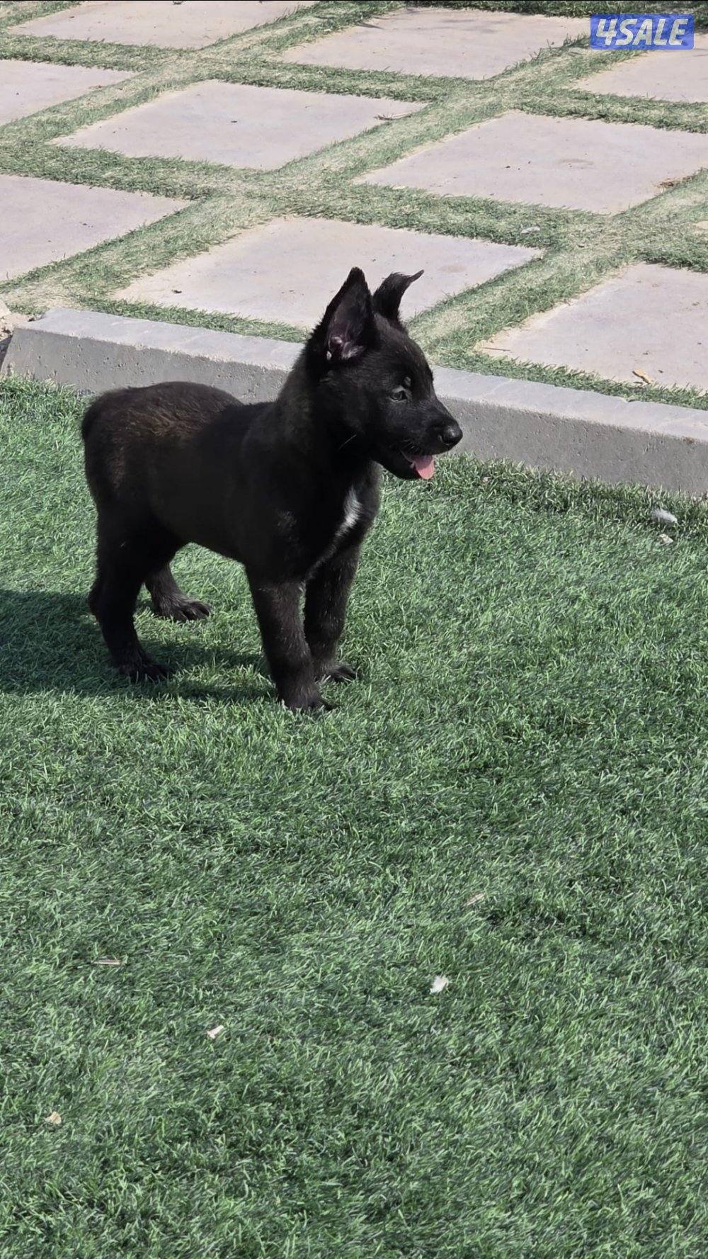 للبيع جراء مالينو مكسيكي مستوي عالي وألوان غامجه8