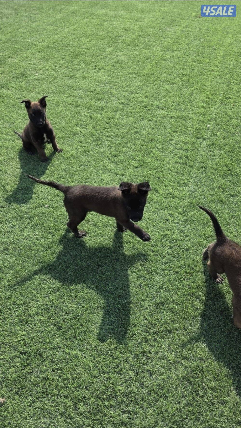 للبيع جراء مالينو مكسيكي مستوي عالي وألوان غامجه9