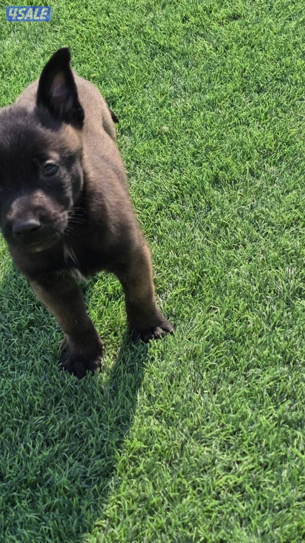 للبيع جراء مالينو مكسيكي مستوي عالي وألوان غامجه12