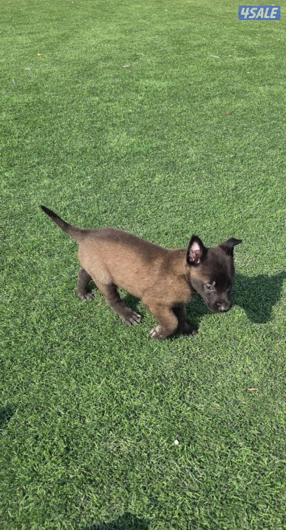 للبيع جراء مالينو مكسيكي مستوي عالي وألوان غامجه13