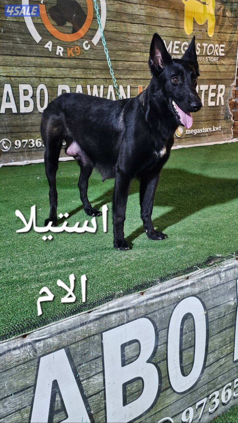 للبيع جراء مالينو مكسيكي الغامج15