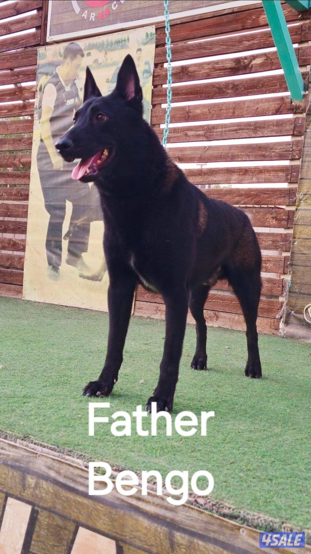 للبيع جراء مالينو مكسيكي مستوي عالي وألوان غامجه14