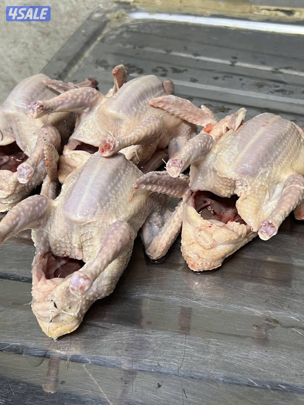 للبيع: فروخ زاجل + بط مع الذبح والتنظيف1