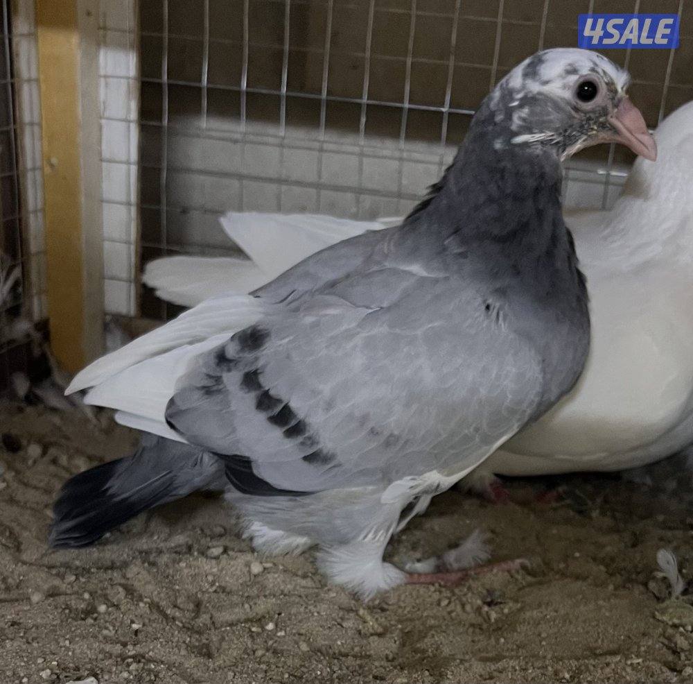 للبيع: فروخ زاجل + بط مع الذبح والتنظيف2