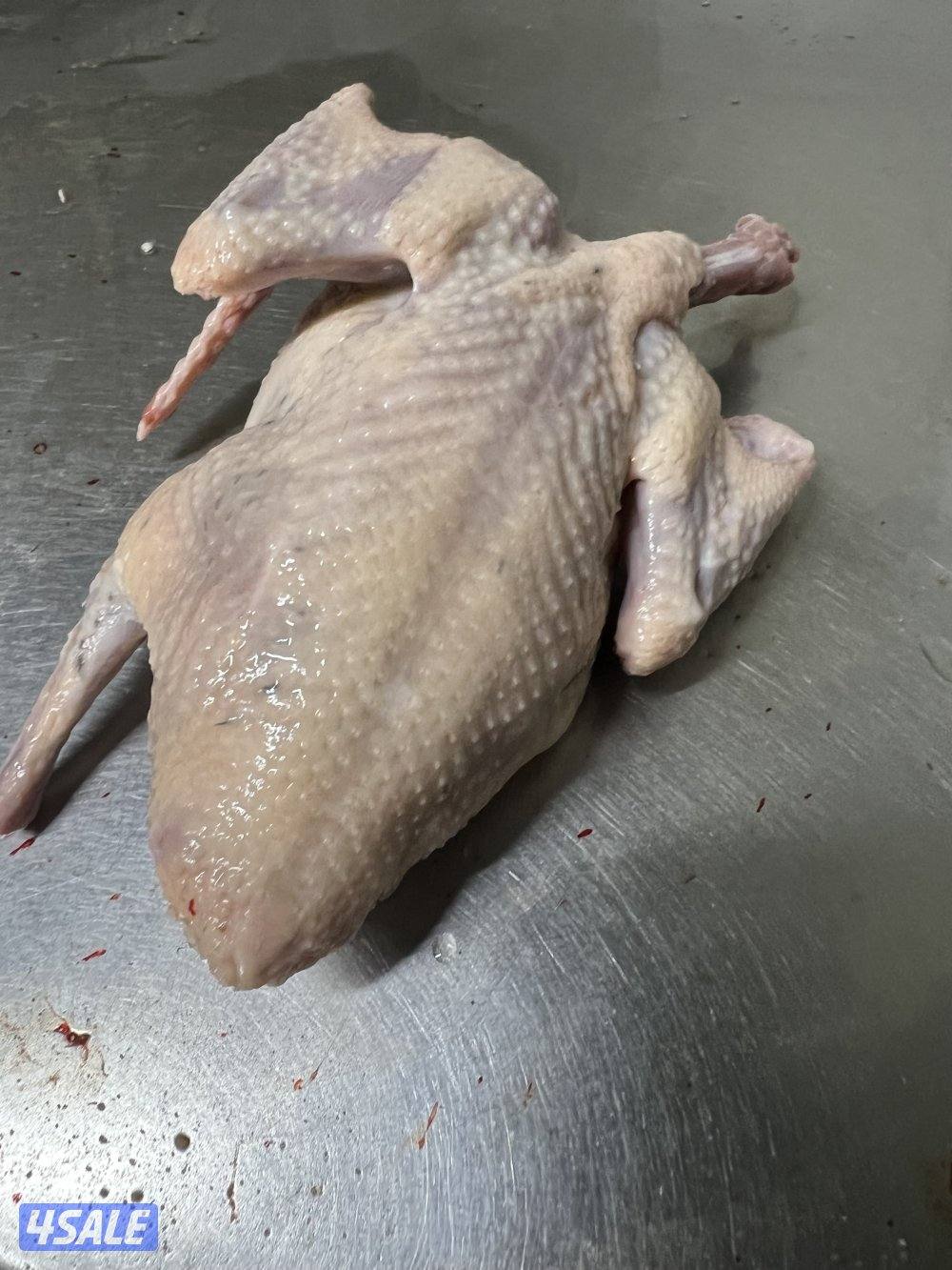 للبيع: فروخ زاجل + بط مع الذبح والتنظيف3
