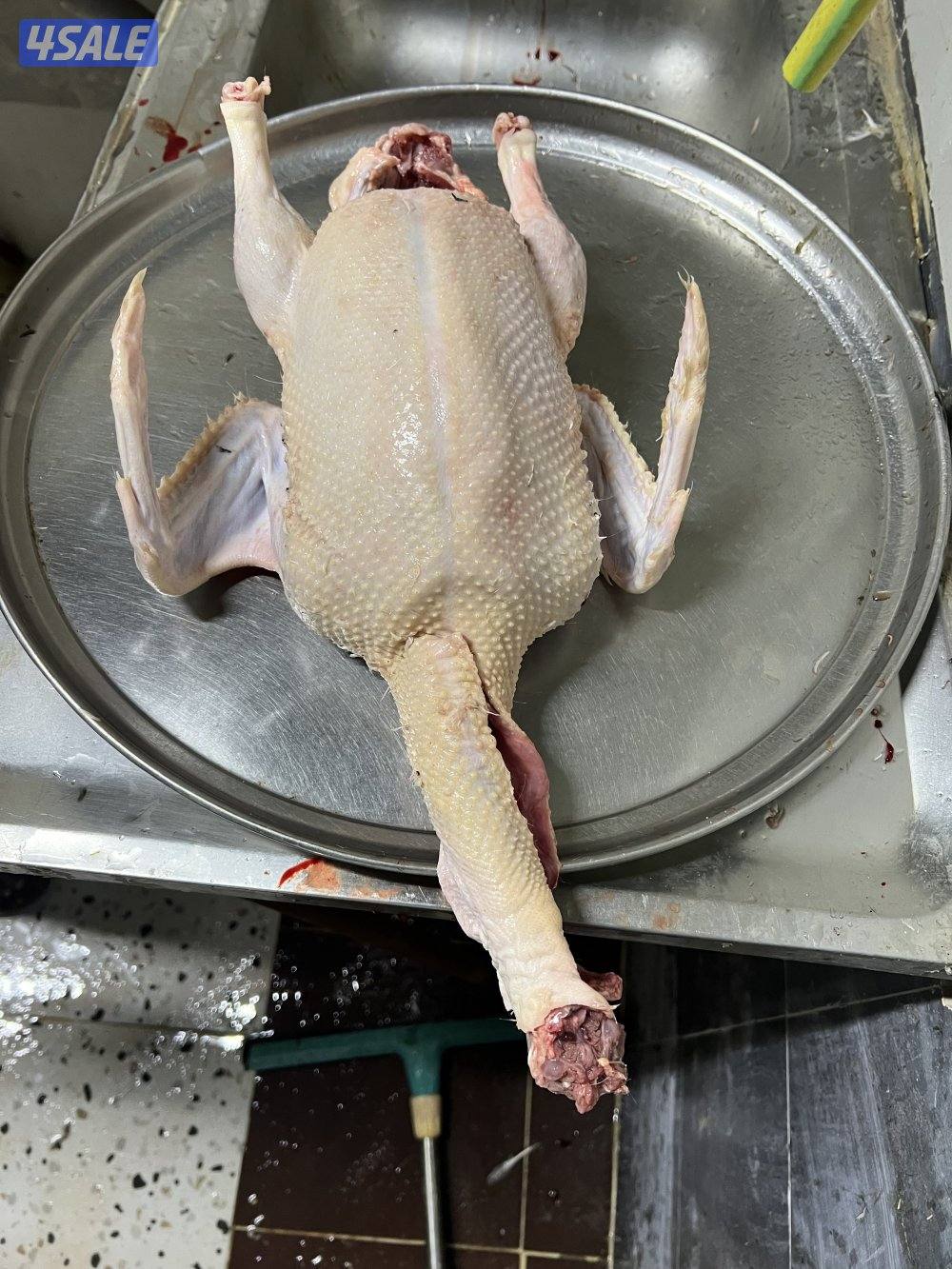 للبيع: فروخ زاجل + بط مع الذبح والتنظيف4