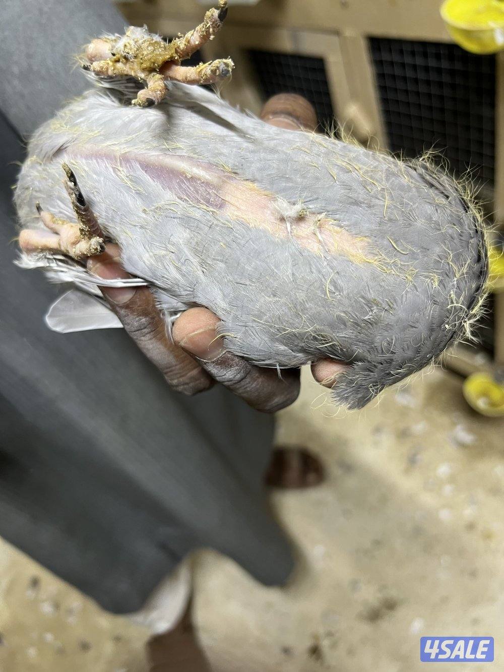 للبيع: فروخ زاجل + بط مع الذبح والتنظيف5