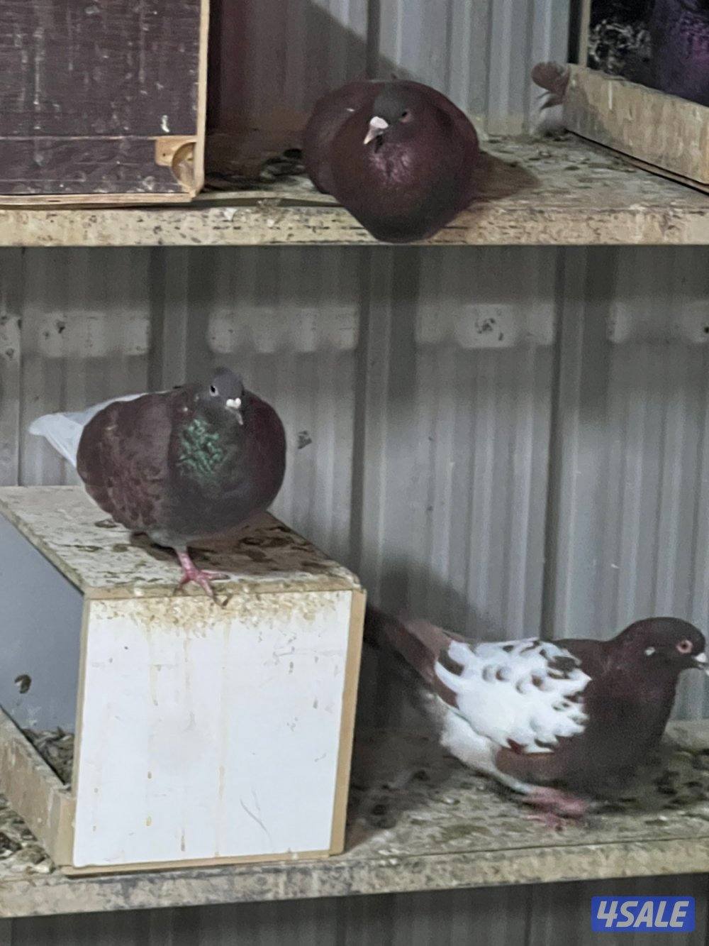 للبيع حمام لاحم الوزان احجام طيبة جانبوم وحمام منتج ومطعم وبصحة جيدة2