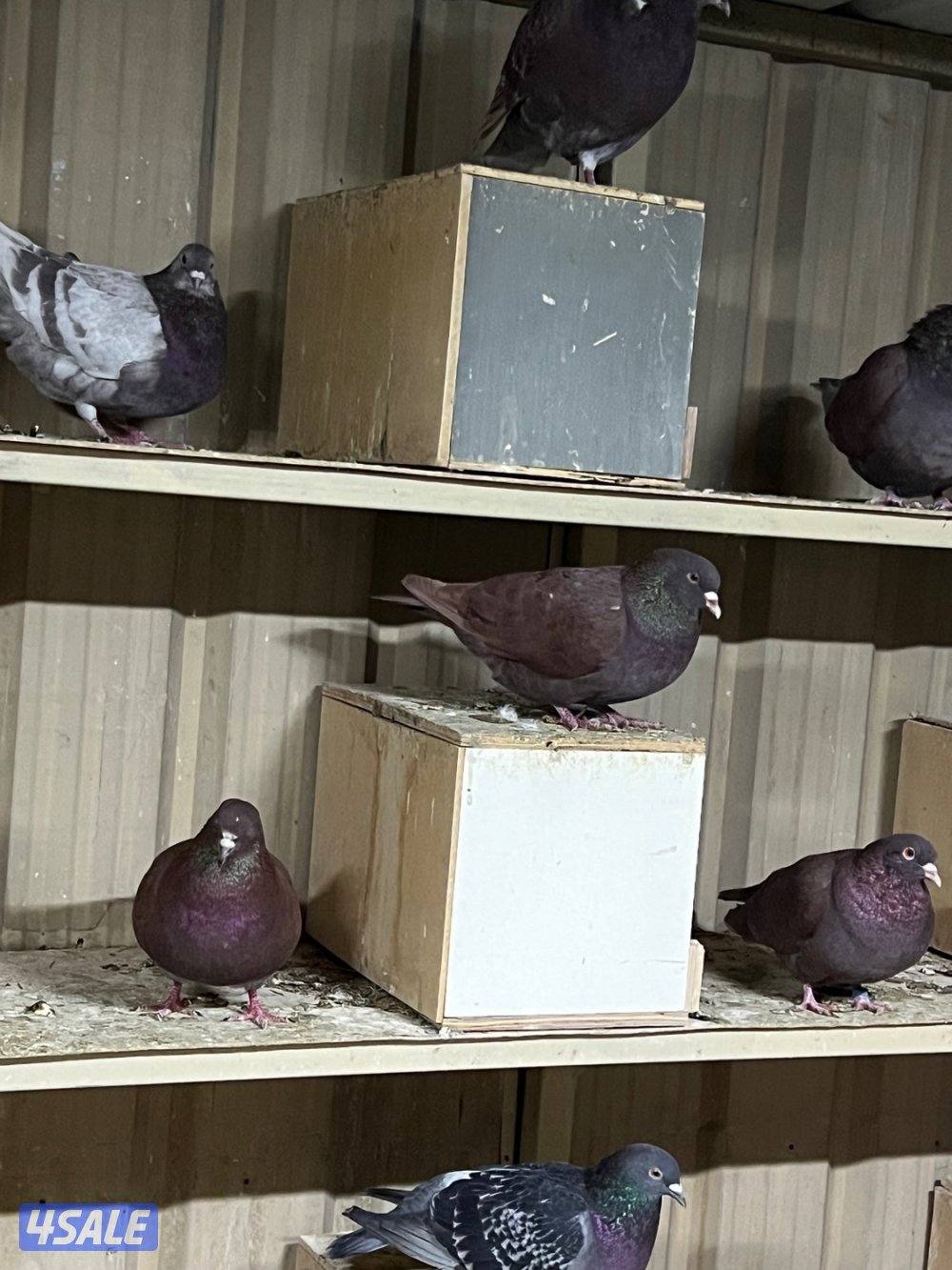 للبيع حمام لاحم الوزان احجام طيبة جانبوم وحمام منتج ومطعم وبصحة جيدة4