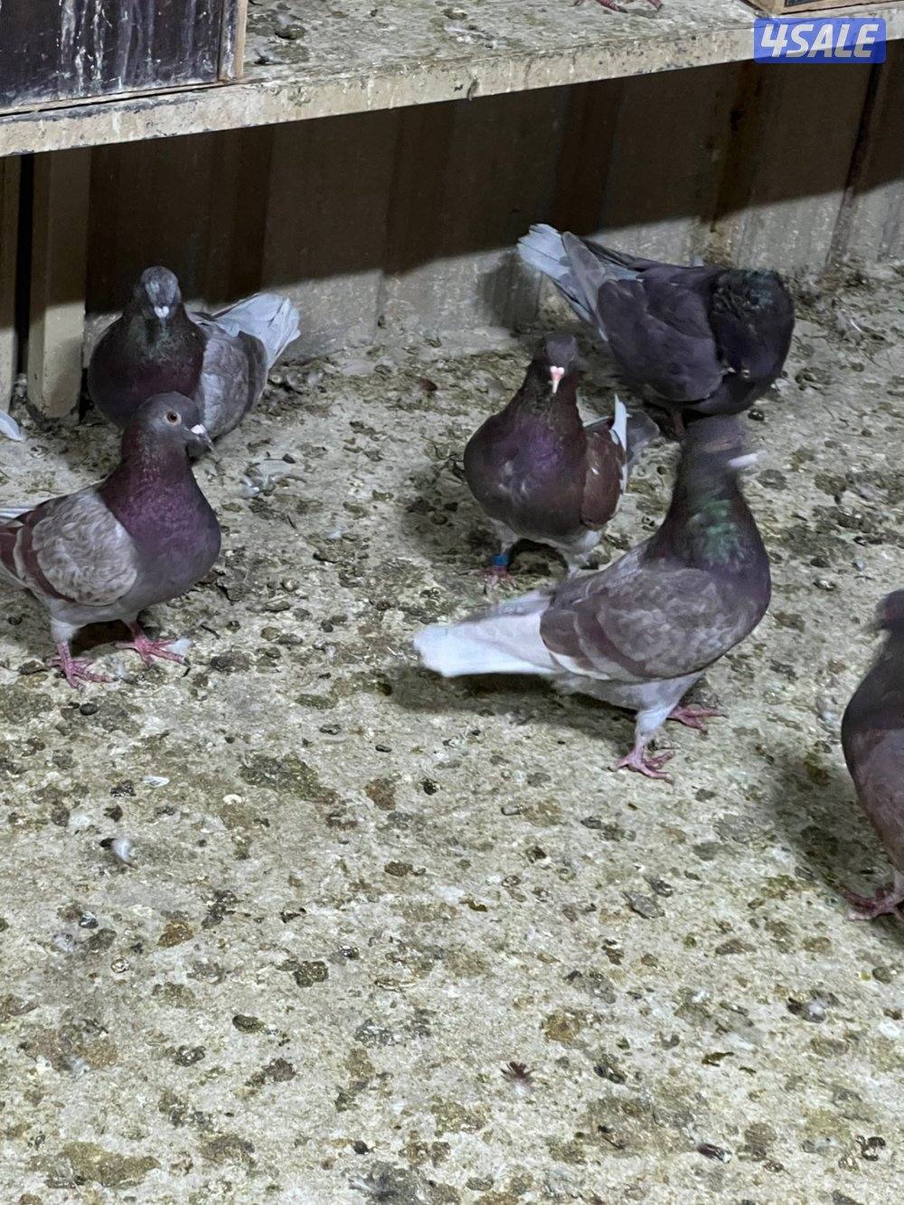 للبيع حمام لاحم الوزان احجام طيبة جانبوم وحمام منتج ومطعم وبصحة جيدة5