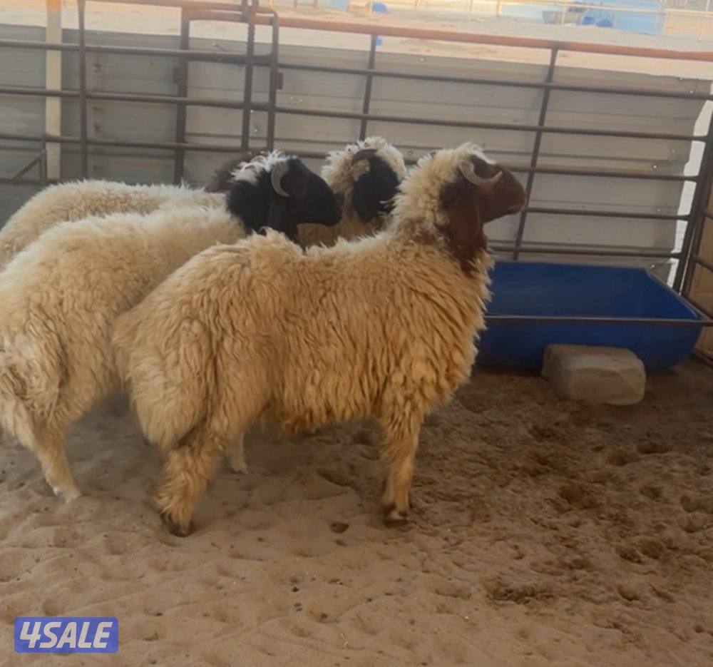 شفاليات بريات فاخرات0