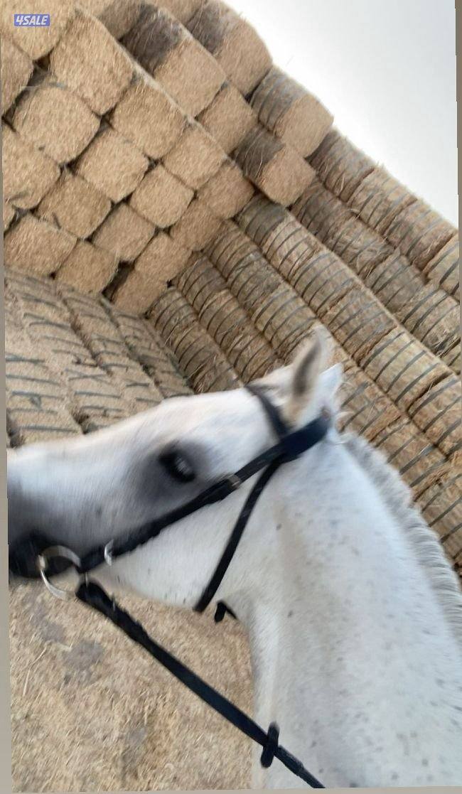 للبيع حصان بلدي1