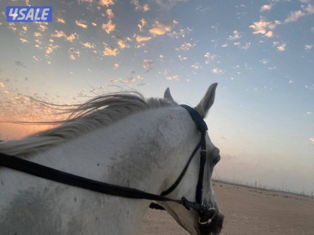 للبيع حصان بلدي2