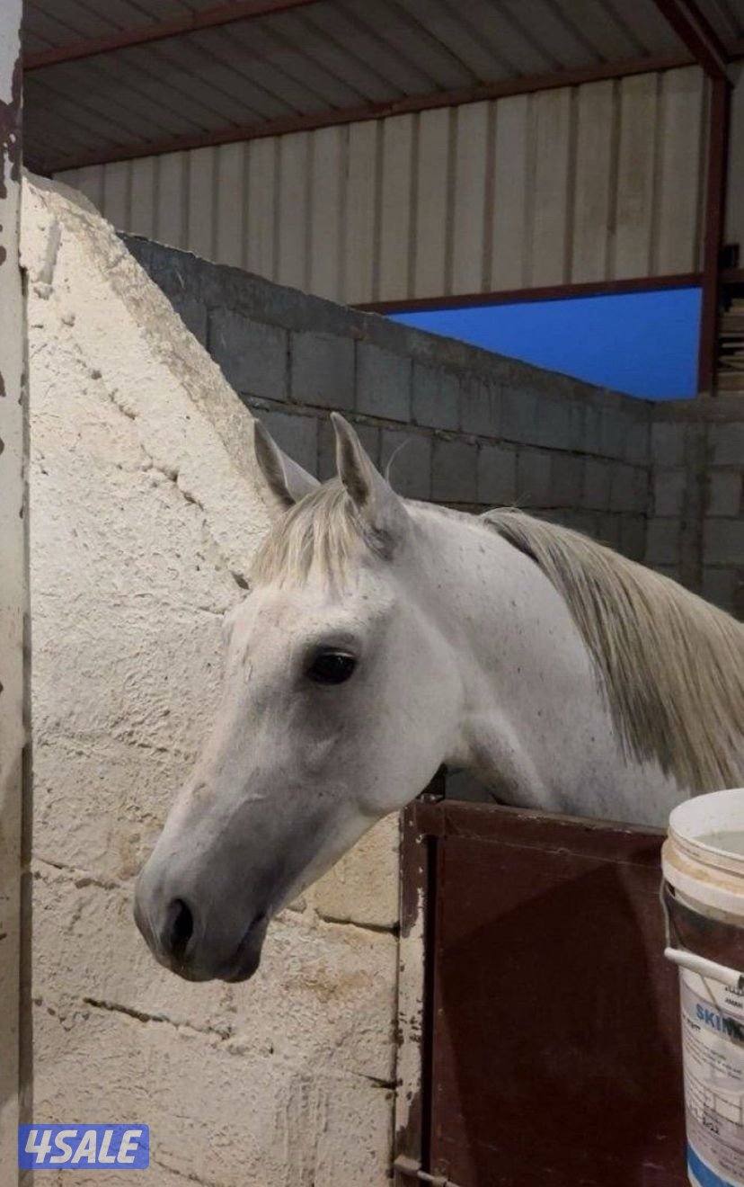 للبيع حصان بلدي3