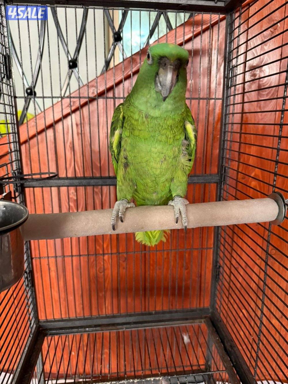 للبيع امازون يلوناب1