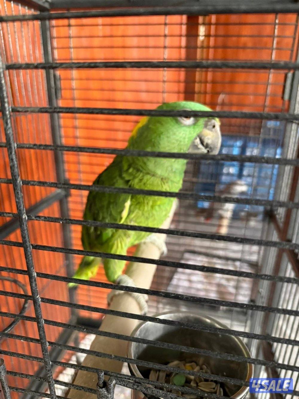 للبيع امازون يلوناب3