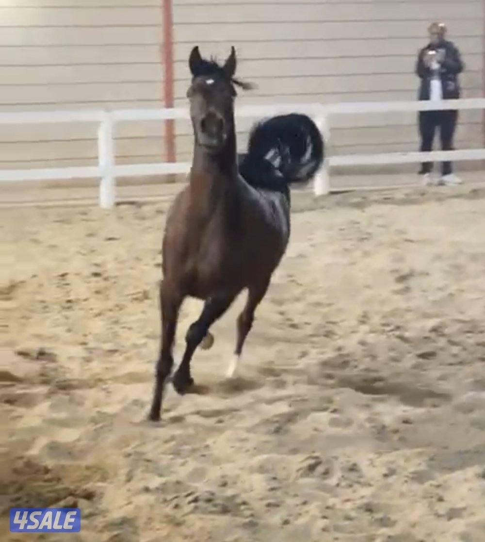 للبيع فرس واهو مواليد ٢٠١٩ لقاح ٧ شهور ونص على الفحل عميد الهدّار .0