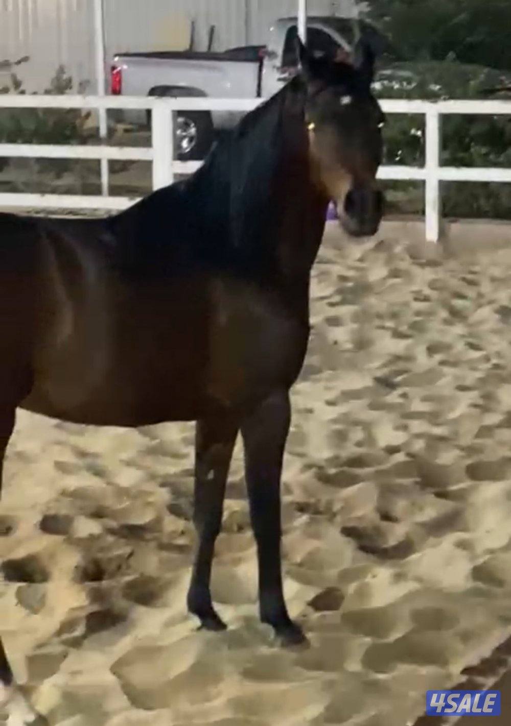 للبيع فرس واهو مواليد ٢٠١٩ لقاح ٧ شهور ونص على الفحل عميد الهدّار .1