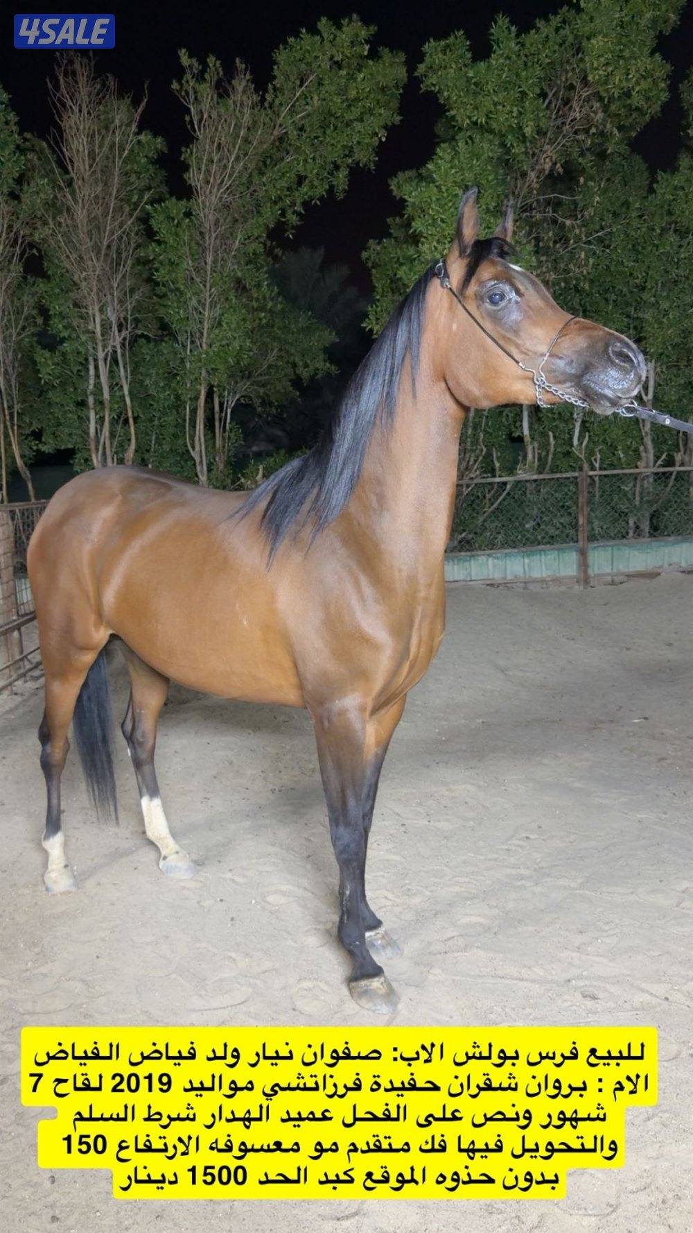 للبيع فرس واهو مواليد ٢٠١٩ لقاح ٧ شهور ونص على الفحل عميد الهدّار .2