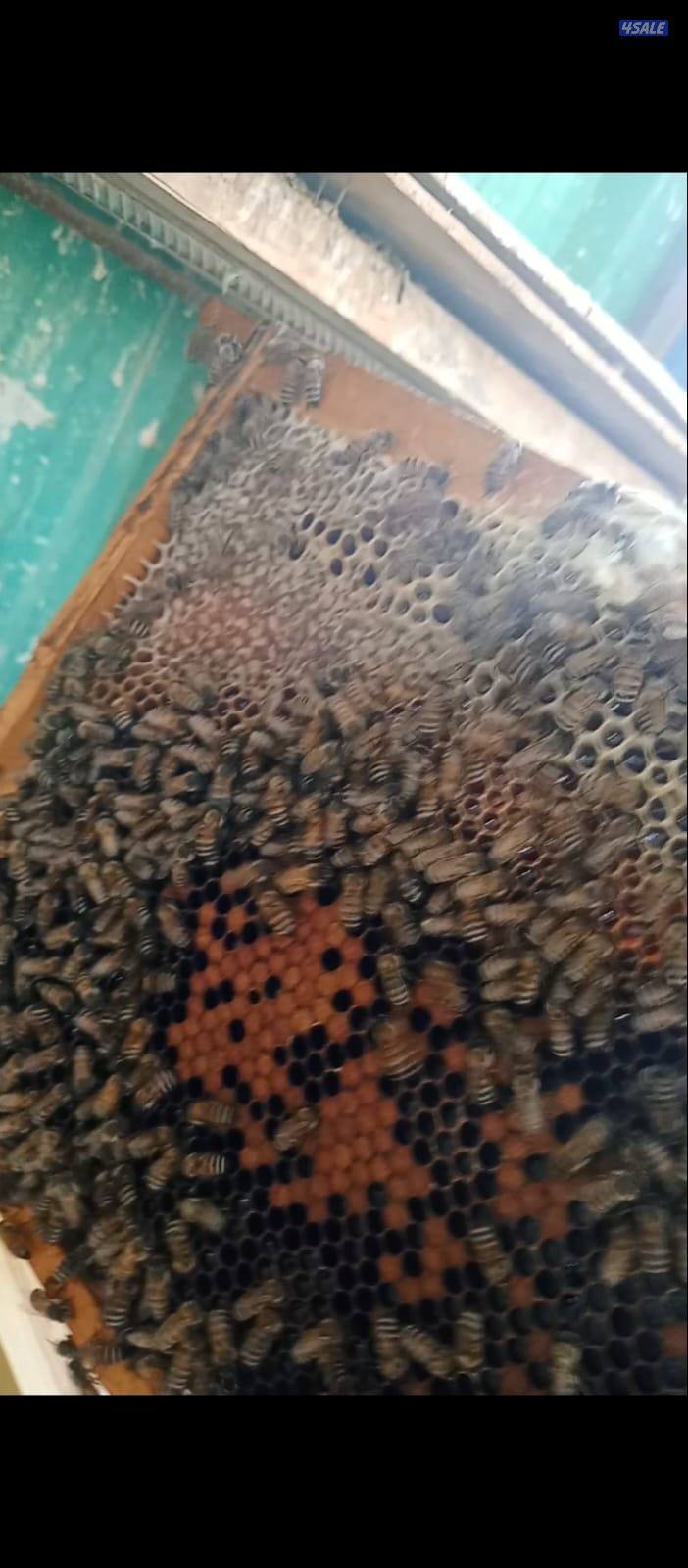 عسل سدر للبيع فرز ٢٠٢٥ مناحل حسين للعسل1