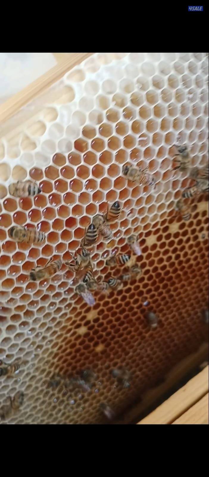 عسل سدر للبيع فرز ٢٠٢٥ مناحل حسين للعسل5