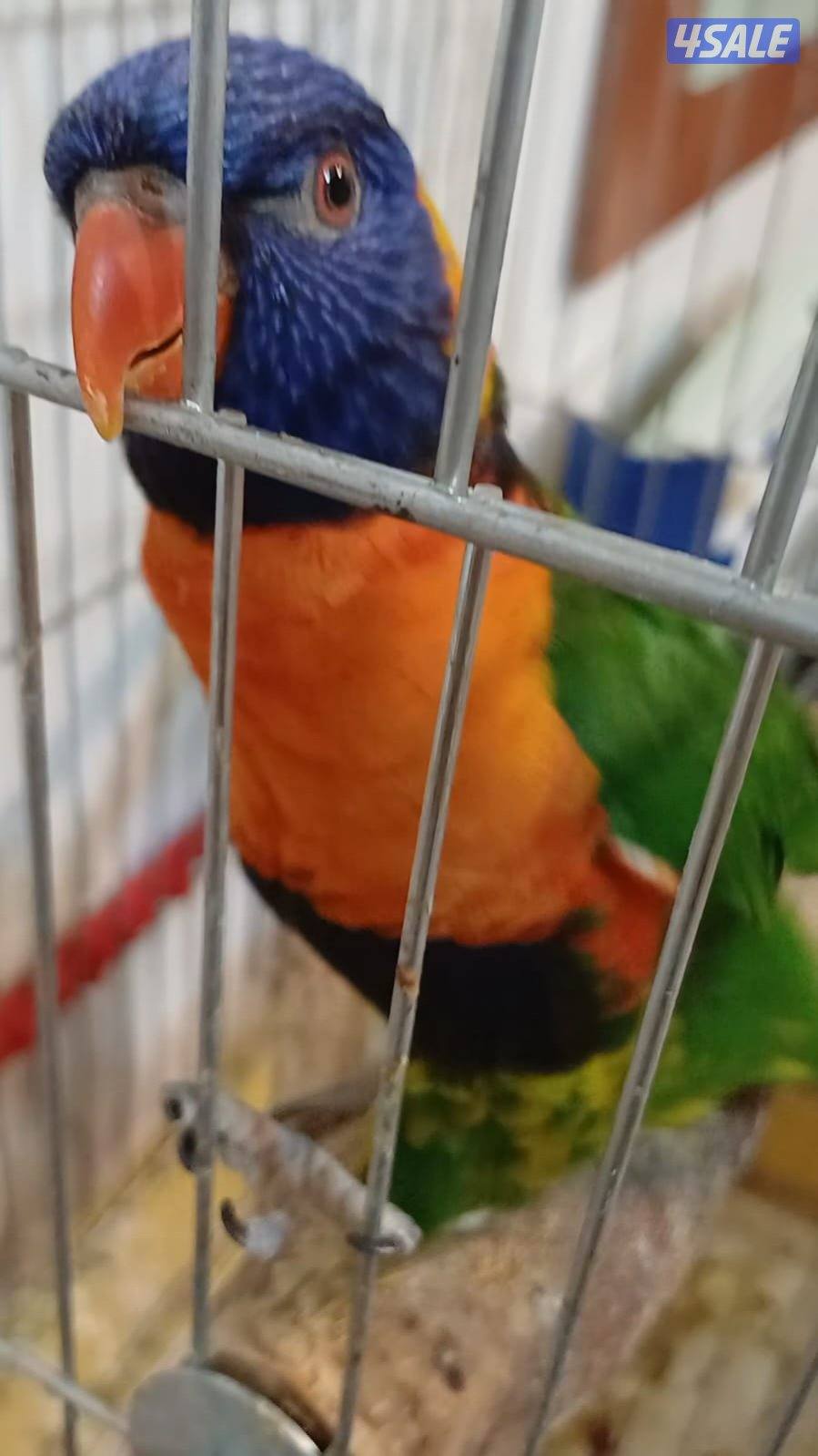 بغبغاء  لوري جميل ربوه0