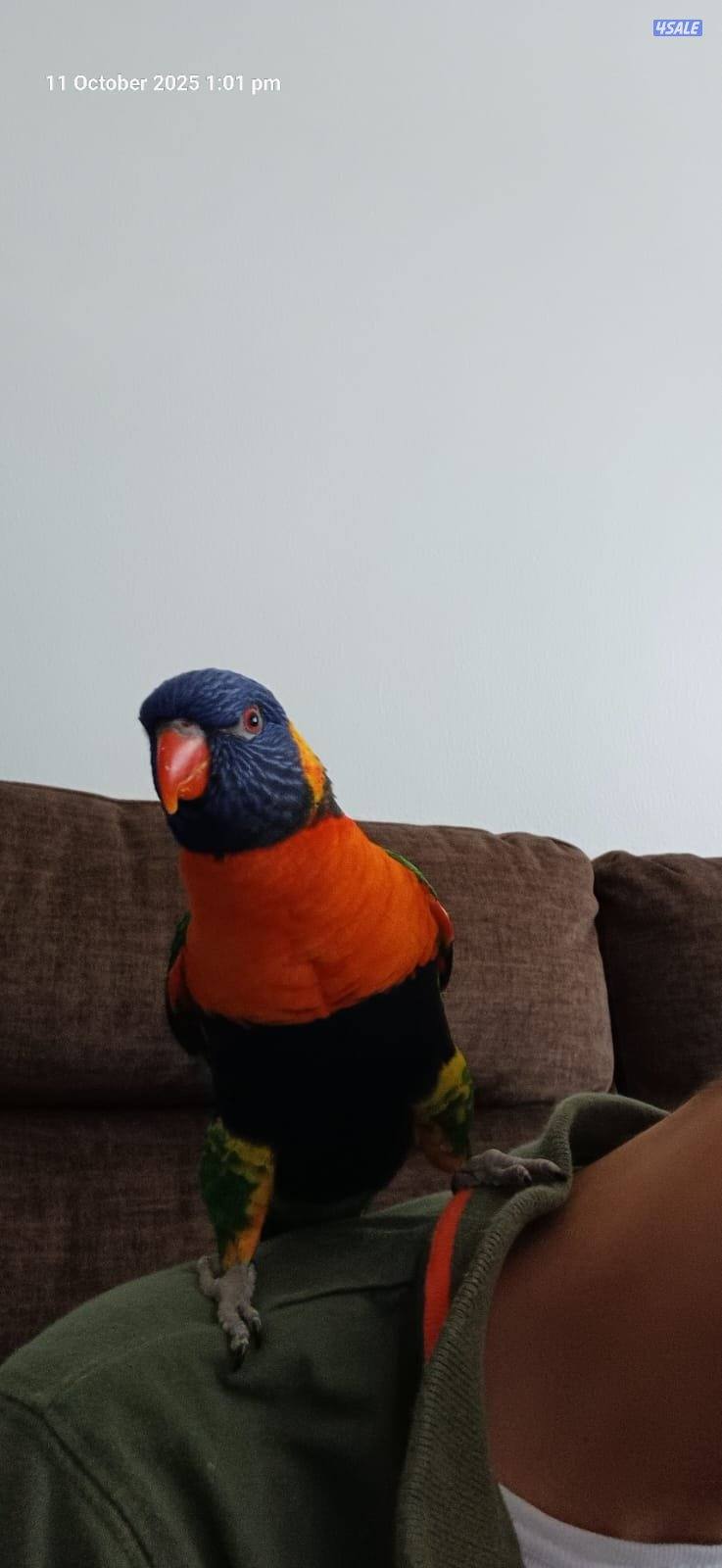 بغبغاء  لوري جميل ربوه1