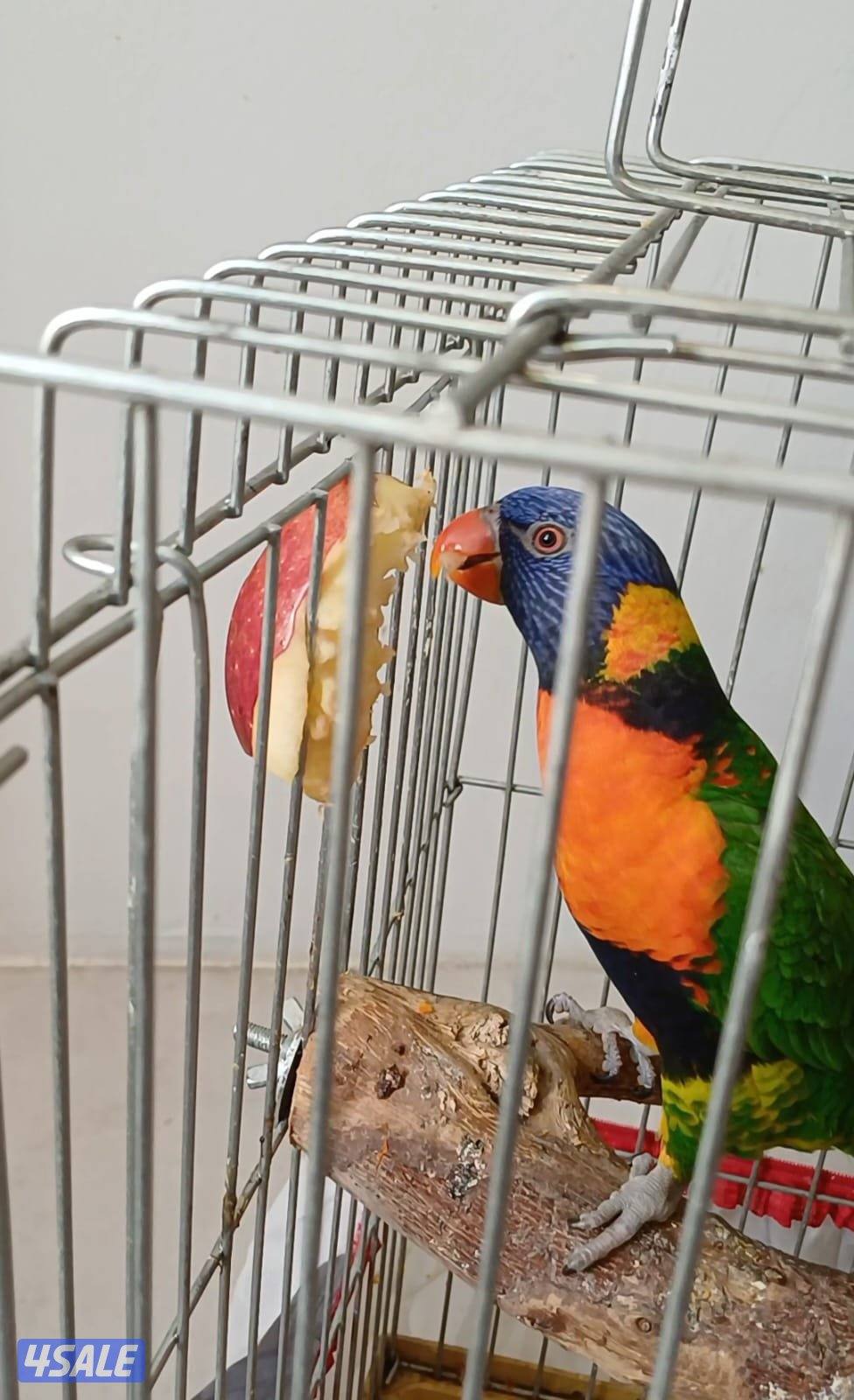 بغبغاء  لوري جميل ربوه2