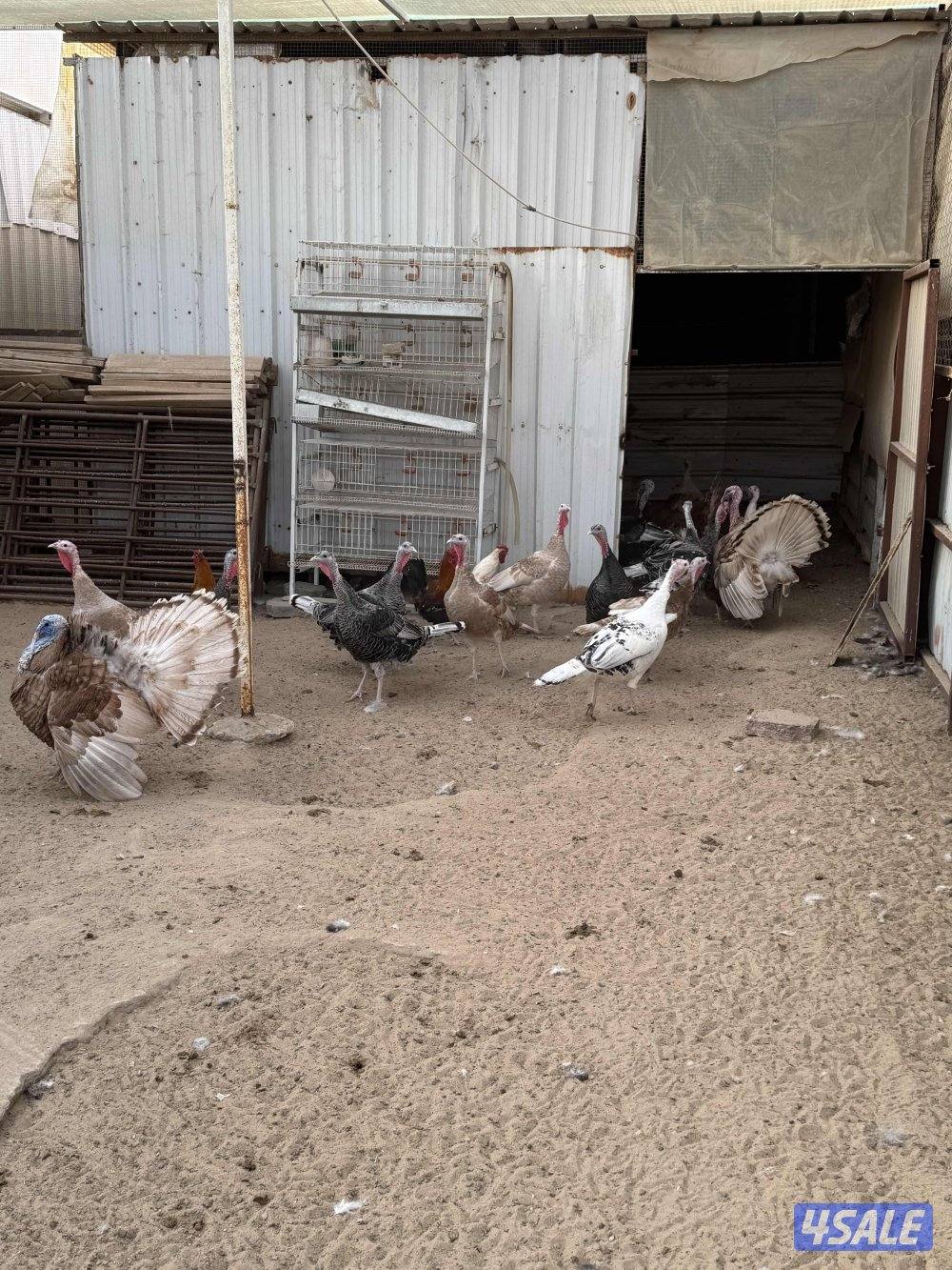 للبيع دجاج دندراوي واندونيسي وخيبر ورومي1