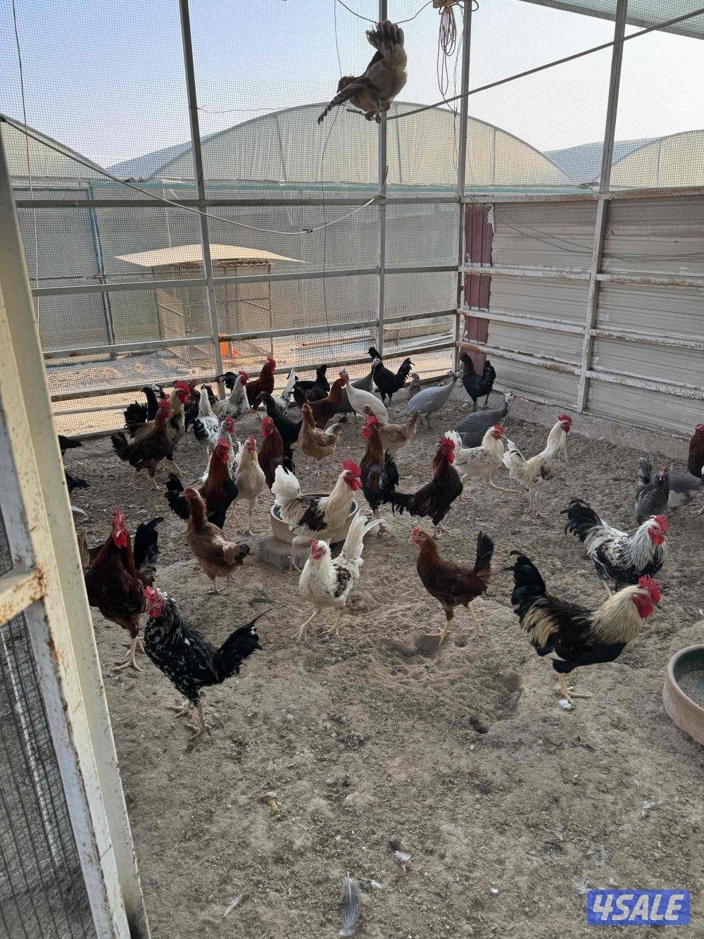 للبيع دجاج دندراوي واندونيسي وخيبر ورومي3