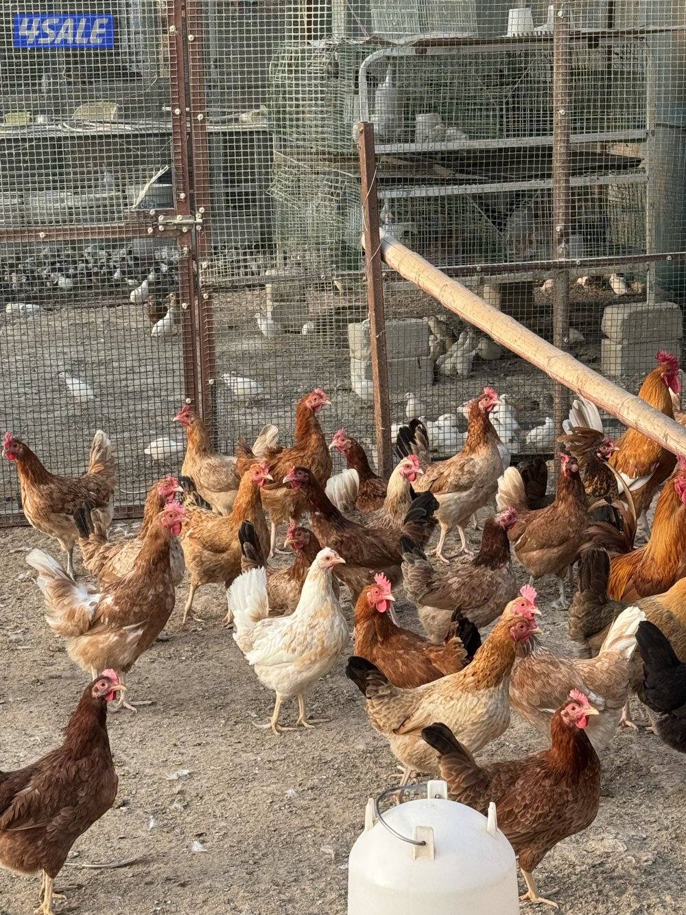 للبيع دجاج دندراوي واندونيسي وخيبر ورومي5