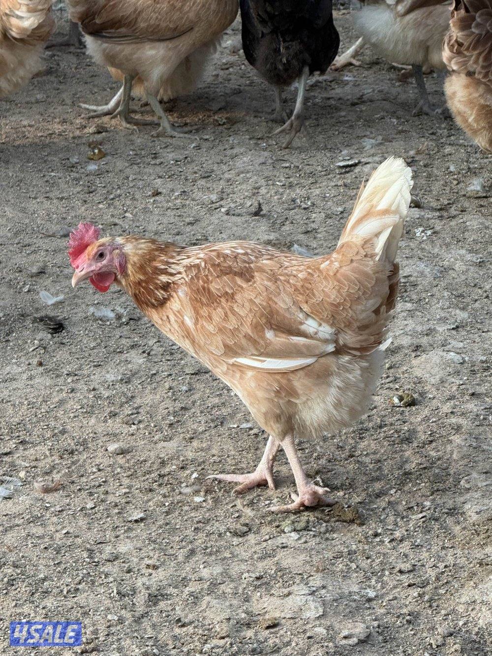 للبيع دجاج دندراوي واندونيسي وخيبر ورومي6