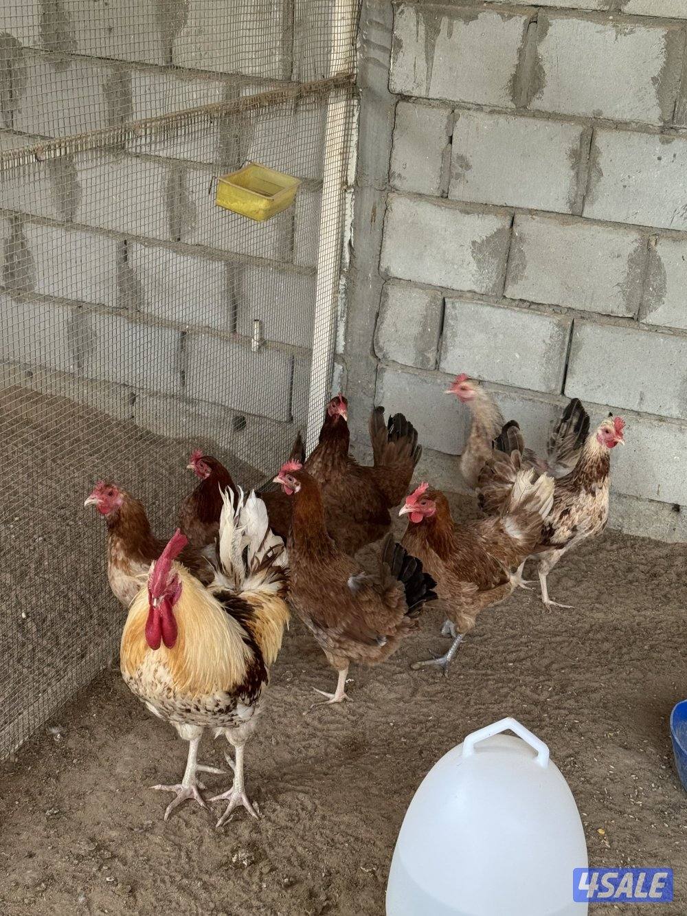 للبيع دجاج دندراوي واندونيسي وخيبر ورومي9