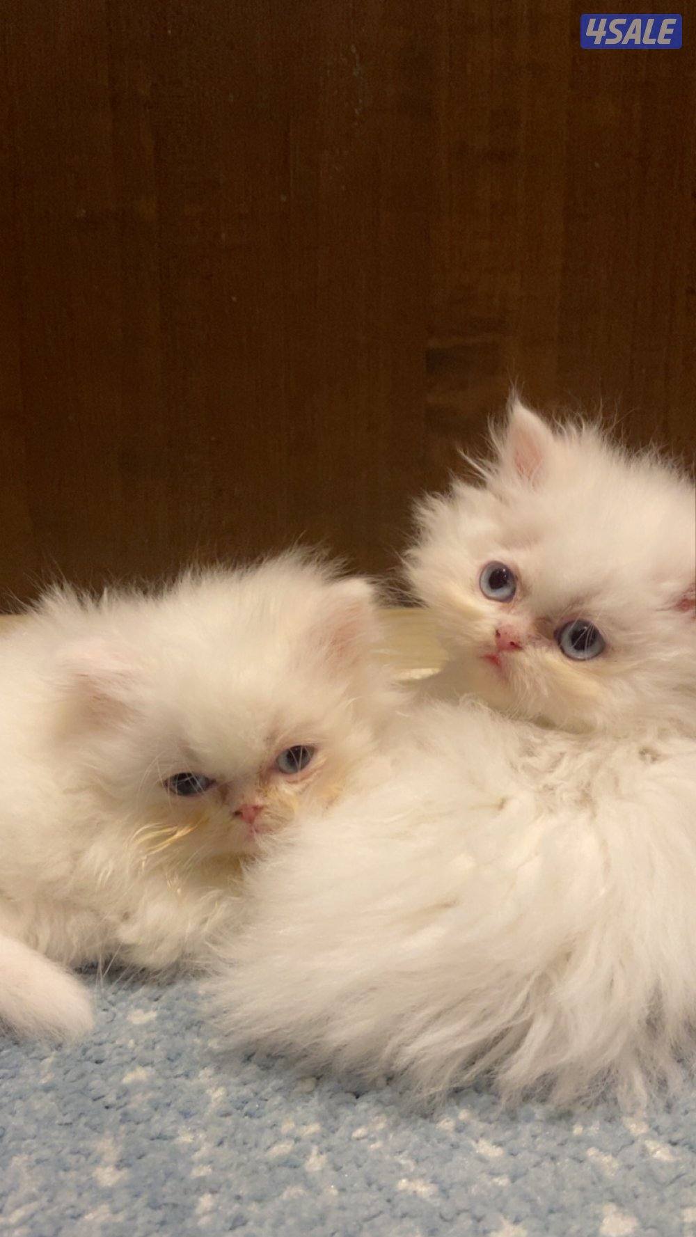 Persian cats 4Sale - قطط بيرشن للبيع0